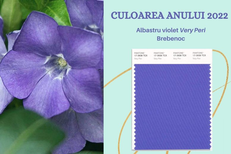 culoarea anului 2022